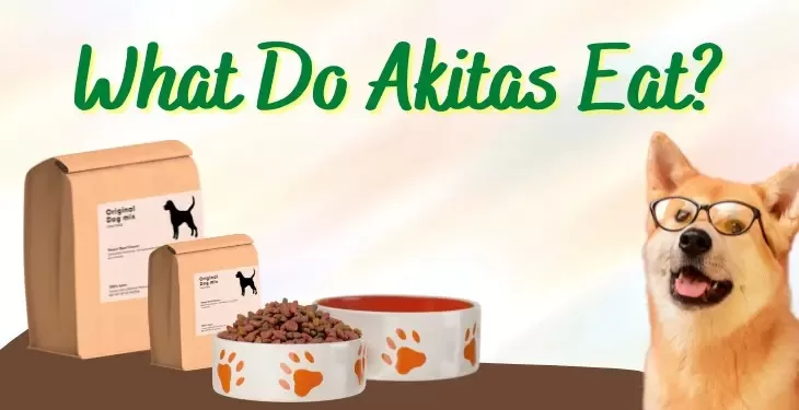 Akita Dog Foods
