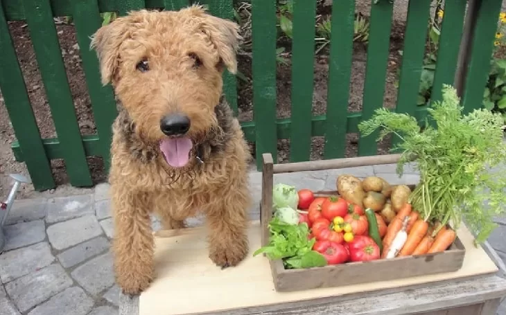 How to Choose Foods for Airedale Terrier?
