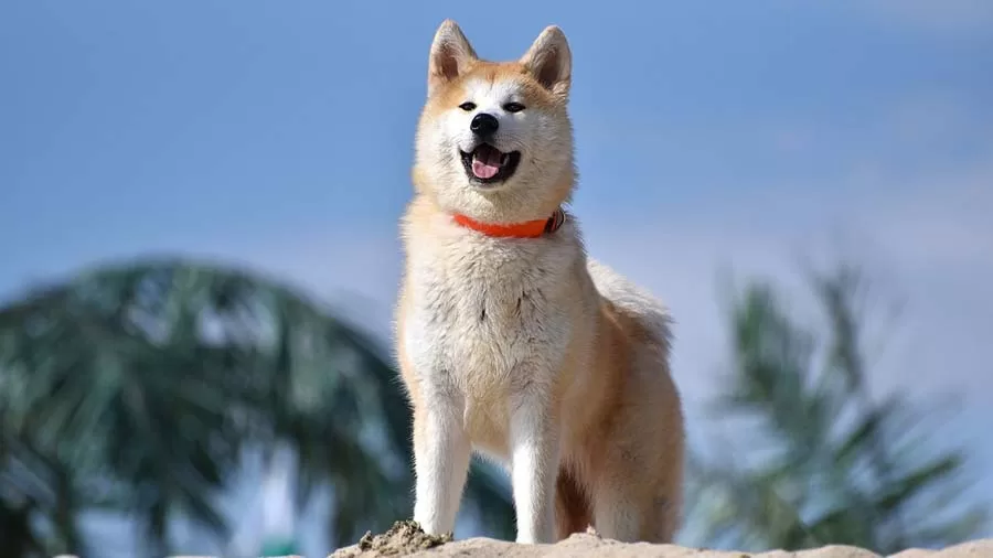 How to Choose Foods for Akita?